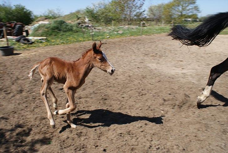 Dansk Varmblod Graversgaards Pretty Woops billede 3