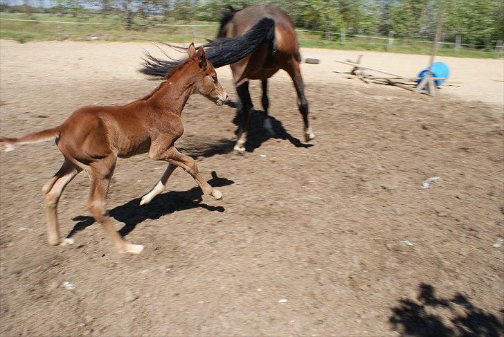 Dansk Varmblod Graversgaards Pretty Woops billede 4