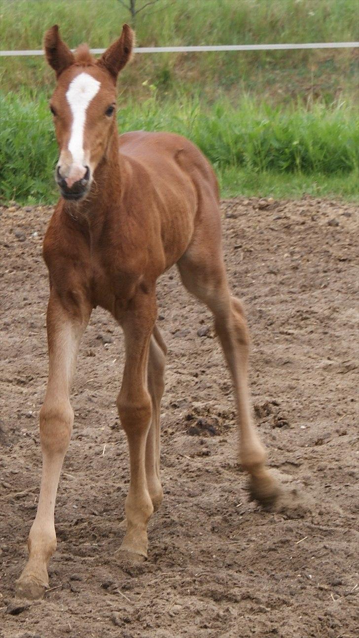 Dansk Varmblod Graversgaards Pretty Woops billede 5