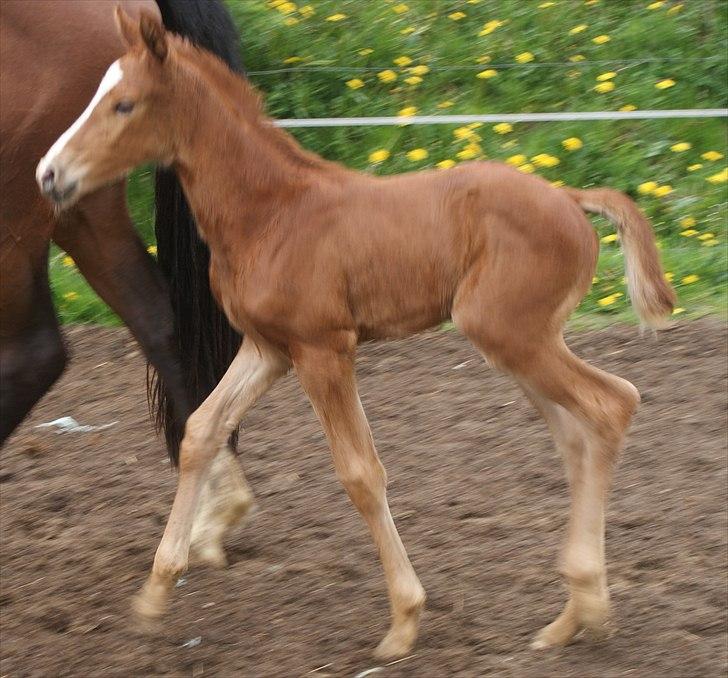 Dansk Varmblod Graversgaards Pretty Woops billede 6