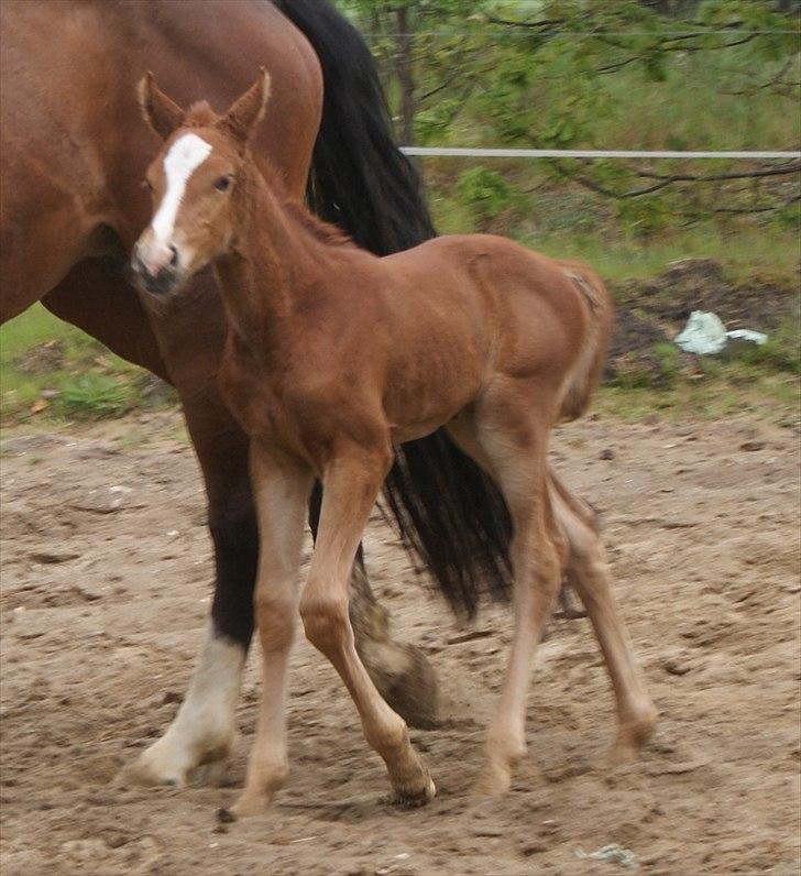 Dansk Varmblod Graversgaards Pretty Woops billede 7