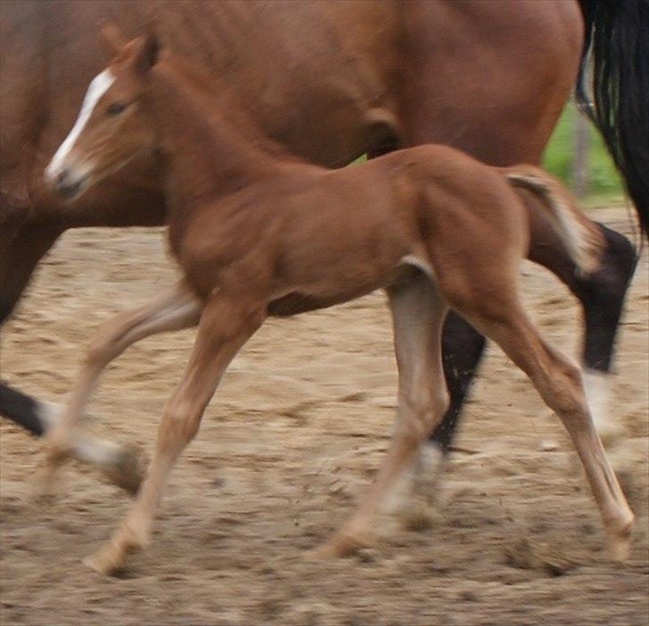 Dansk Varmblod Graversgaards Pretty Woops billede 8