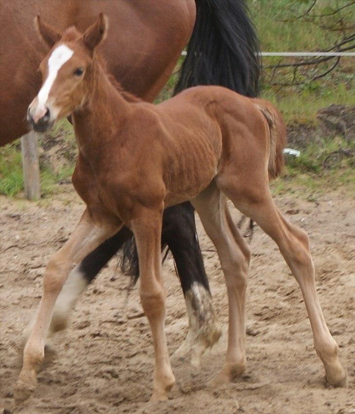 Dansk Varmblod Graversgaards Pretty Woops billede 9