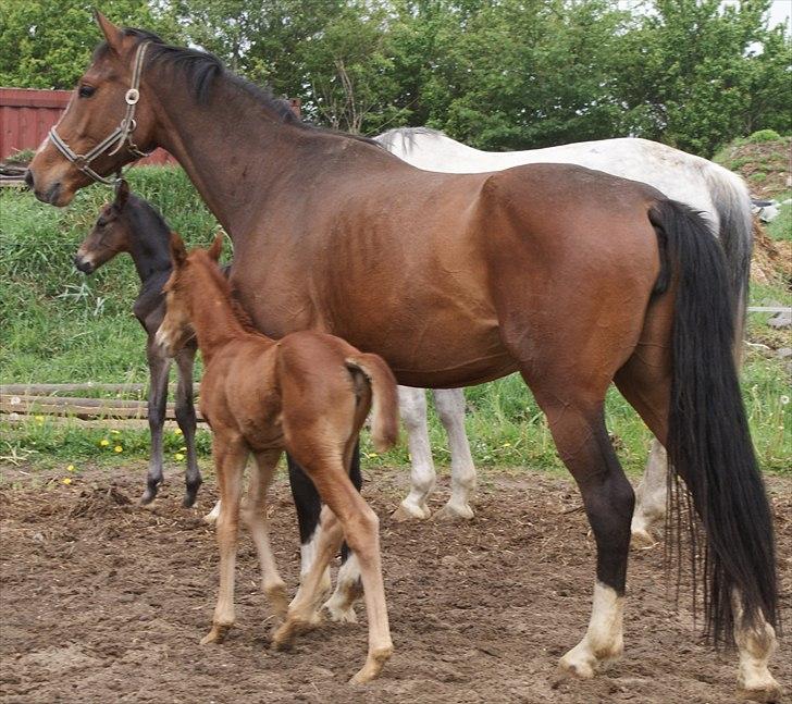 Dansk Varmblod Graversgaards Pretty Woops billede 10