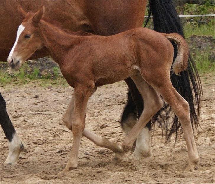 Dansk Varmblod Graversgaards Pretty Woops billede 11