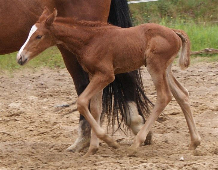 Dansk Varmblod Graversgaards Pretty Woops billede 12