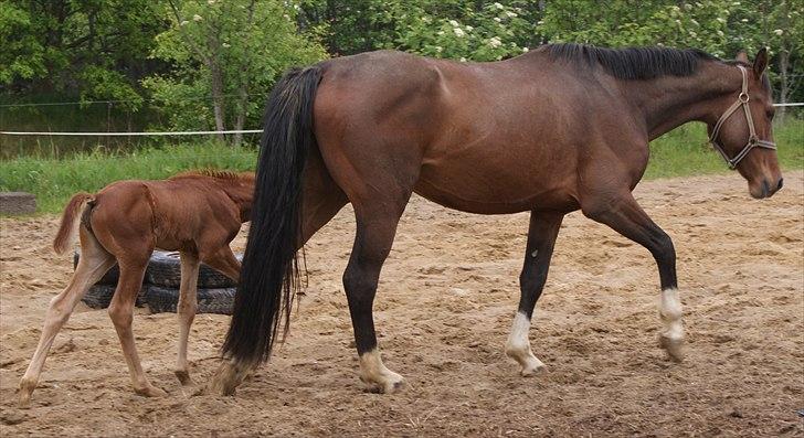 Dansk Varmblod Graversgaards Pretty Woops billede 13