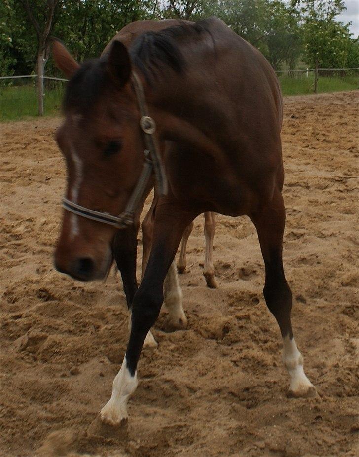 Dansk Varmblod Graversgaards Pretty Woops - mor kan ikke finde mig her omme hæhæ billede 14