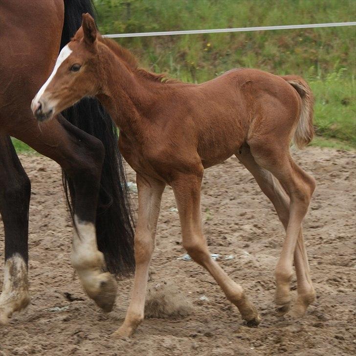 Dansk Varmblod Graversgaards Pretty Woops billede 15