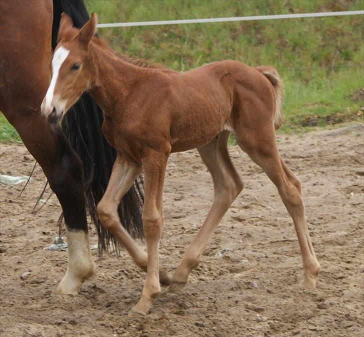 Dansk Varmblod Graversgaards Pretty Woops billede 16