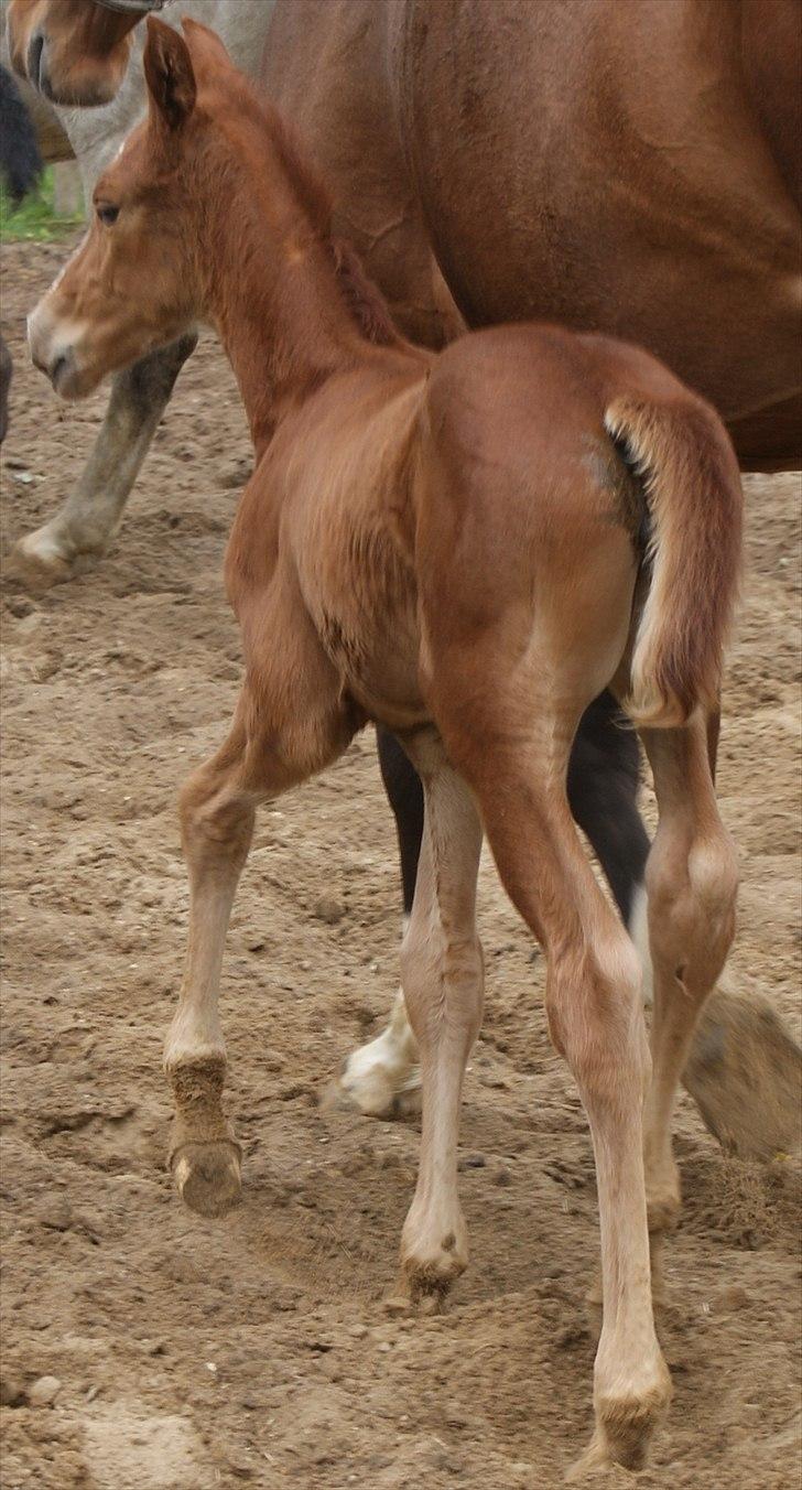 Dansk Varmblod Graversgaards Pretty Woops billede 17