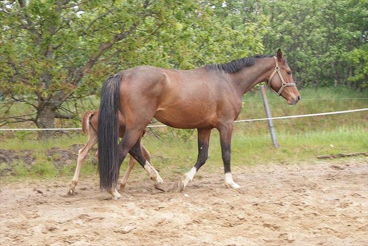 Dansk Varmblod Graversgaards Pretty Woops billede 18