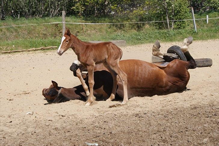 Dansk Varmblod Graversgaards Pretty Woops billede 19