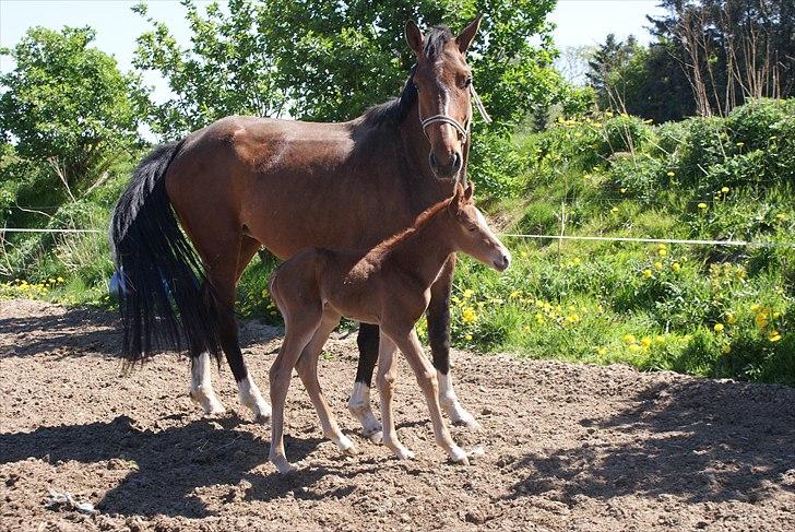 Dansk Varmblod Graversgaards Pretty Woops billede 20