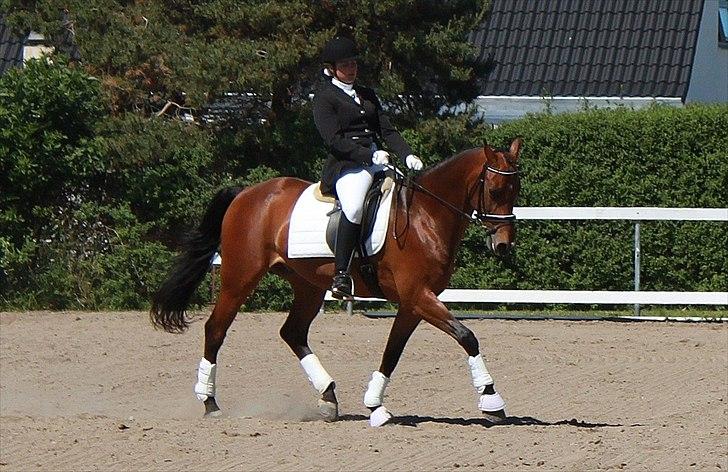 Dansk Varmblod Leuth Of Atlantic - Første stævne på Leuth. Juni 2011. Foto: Josefine Ibsen  billede 7