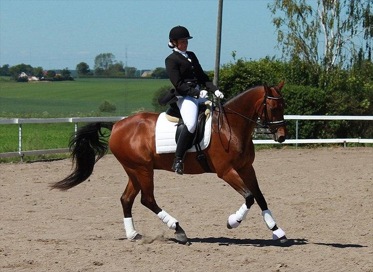 Dansk Varmblod Leuth Of Atlantic - Første stævne på Leuth. Juni 2011. Foto: Josefine Ibsen  billede 8