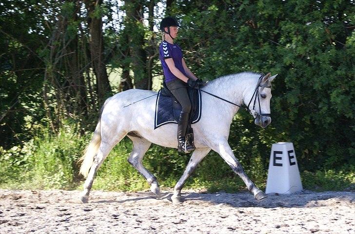 Connemara Bech's Magic Breeze - Stjernepony! :D<3 - Øgning! D. 10-6 ! Den pony kan da ihvertfald godt flytte benene!! :-D billede 6