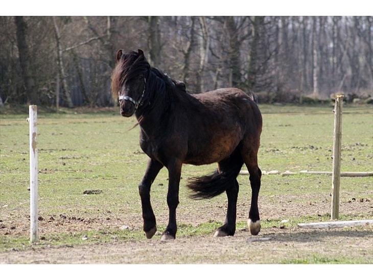 Anden særlig race Bob-Marley - Bobben på fold. Foråret 2010.  billede 1
