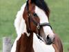Pinto Quintano [Tidl. hest]