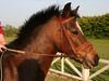 Welsh Pony af Cob-type (sec C) Frodo [Himmelhest]