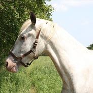 Knabstrupper Storlunds zorenzo