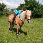 Tyroler Haflinger Story