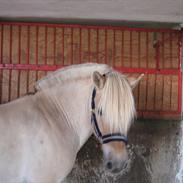 Fjordhest jonas vidtskue