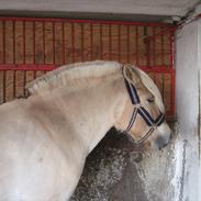 Fjordhest jonas vidtskue