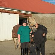 Fjordhest jonas vidtskue