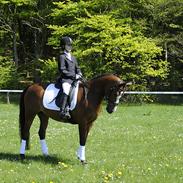 DSP Toftegårdens Apachie