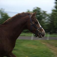 Hollandsk Sportspony U-peter