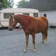 Anden særlig race Solhøjgårds Wafaya