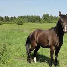Anden særlig race Flip