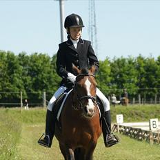 Welsh Pony af Cob-type (sec C) | MENAI LADY CAMILLA *tortillen*