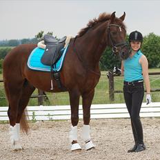 Dansk Varmblod Fürst A.P.