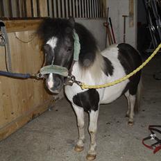 Shetlænder Haagenbjerg's Sif