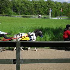 Shetlænder Haagenbjerg's Sif