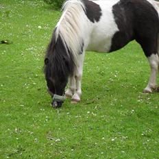 Shetlænder Haagenbjerg's Sif