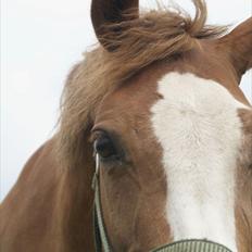 Welsh Partbred (Sec F) Liezelshof Benji - R.I.P