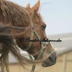Welsh Partbred (Sec F) Liezelshof Benji - R.I.P