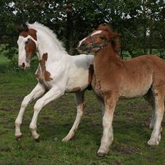 Pinto Captain Morgan 