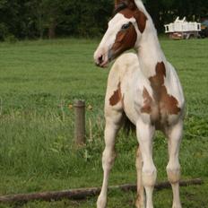 Pinto Captain Morgan 