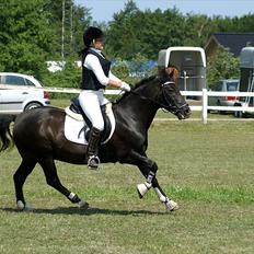 New Forest Vognmandsgårdens Bambi