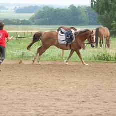 Anden særlig race Chiquita