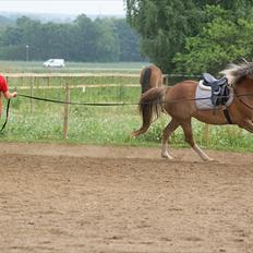 Anden særlig race Chiquita