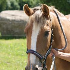 Anden særlig race Chiquita