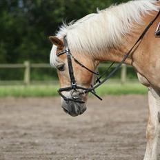 Haflinger Bertram:'(¨<3
