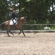 Anden særlig race Vanessa Tidl. hest