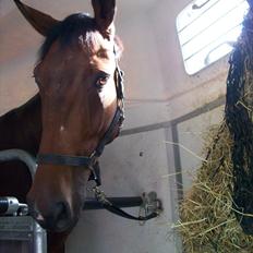 Anden særlig race Rapsodia