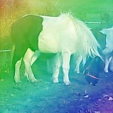 Anden særlig race Czami<3